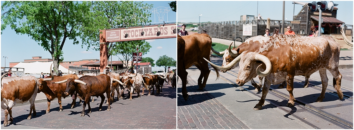 Colorado Rodeo